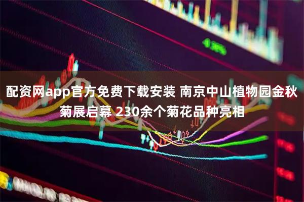 配资网app官方免费下载安装 南京中山植物园金秋菊展启幕 230余个菊花品种亮相